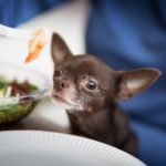 Person offering small dog a shrimp on a fork