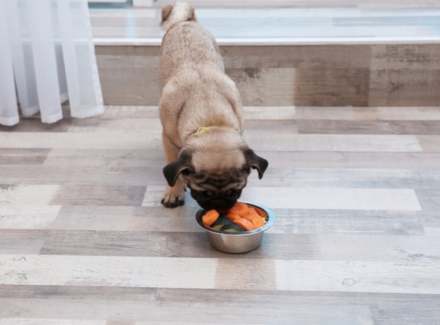 Pug eating a bowl of zucchini and carrots