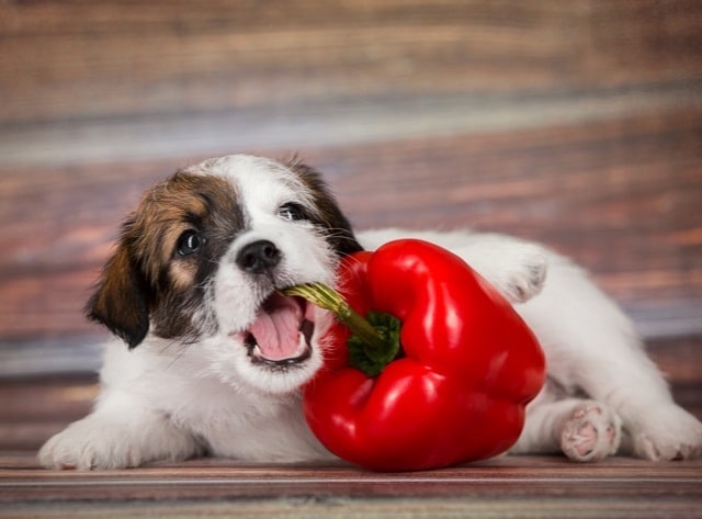 Jack Russell puppy chewing on a bell pepper