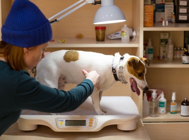 Vet examining a dog on a scale