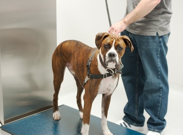Owner weighing a boxer on a scale
