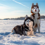 The Best Dog Breeds Built for the Outdoors