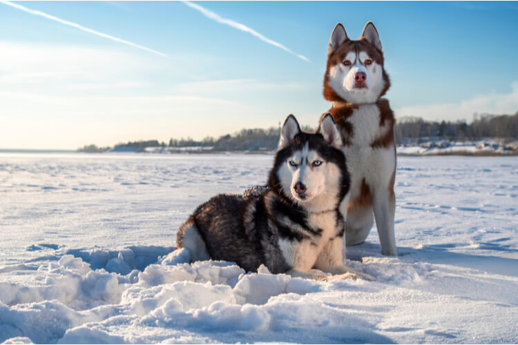 The Best Dog Breeds Built for the Outdoors