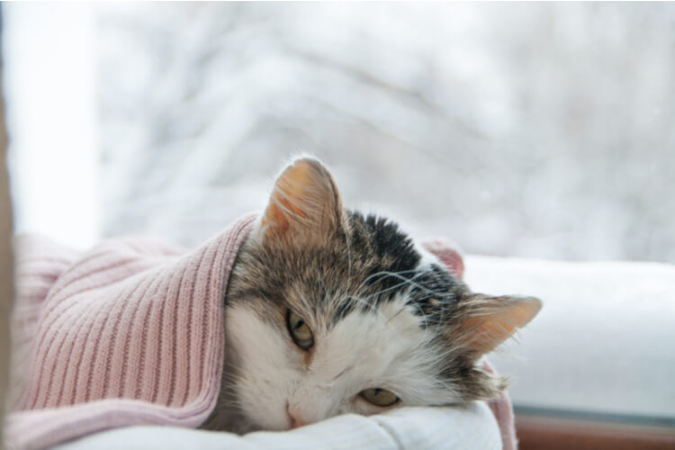 Do Cats Get Cold? Signs Your Cat is cold, and How to Keep Them Warm