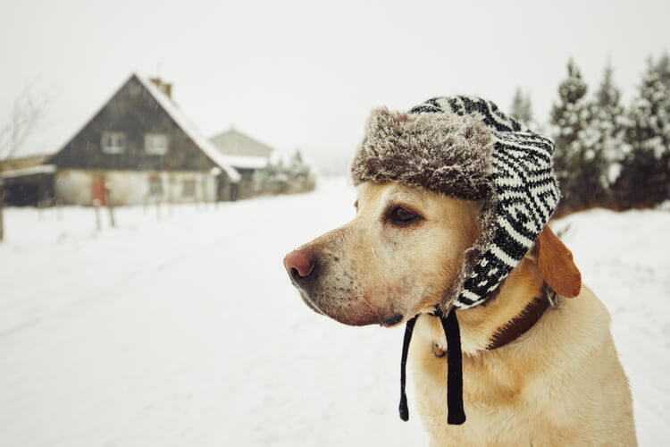 How Cold Is Too Cold For A Dog To Sleep Outside Pet News Daily