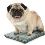 How Do I Help My Dog Lose Weight?