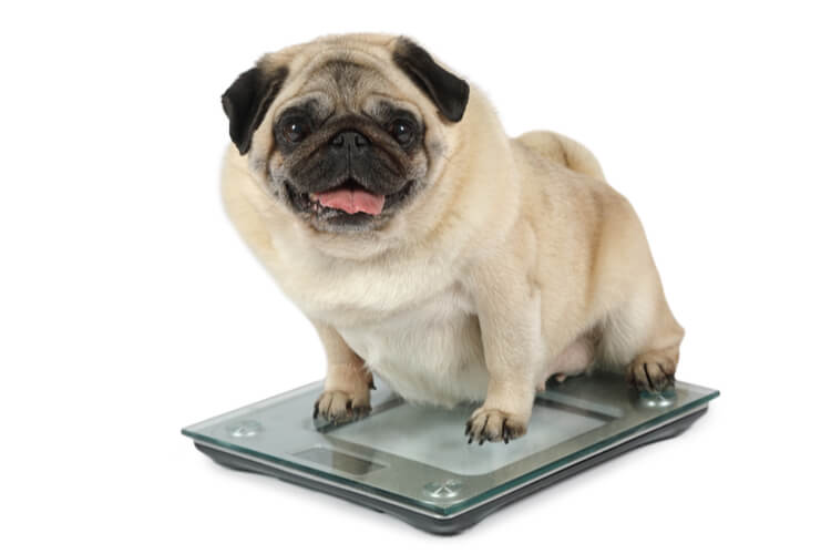 How Do I Help My Dog Lose Weight?