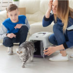 How to Help your Cat adjust to a new Home