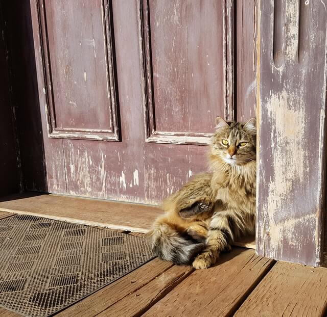 Cat at Door