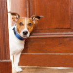 6 Ways to Train your Dog to stay out of a Room