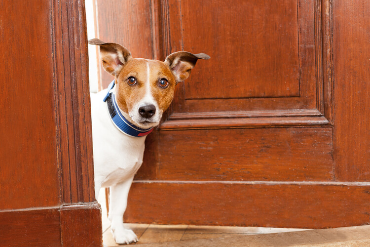 6 Ways to Train your Dog to stay out of a Room
