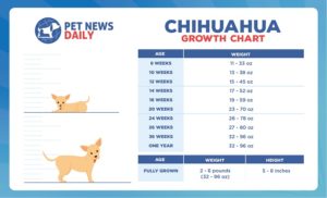 Chihuahua Growth Chart: Size, Weight Calculations - Pet News Daily