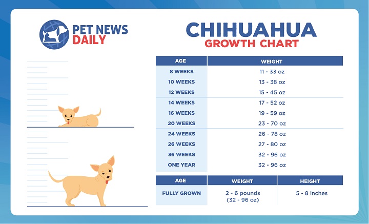 Chihuahua Size and Growth Chart