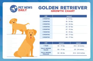 Golden Retriever Growth Chart: Size, Weight Calculations - Pet News Daily