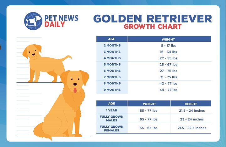 Golden Retriever Growth Chart by Weight