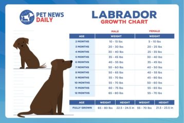 Labrador Growth Chart: Size, Weight Calculations - Pet News Daily