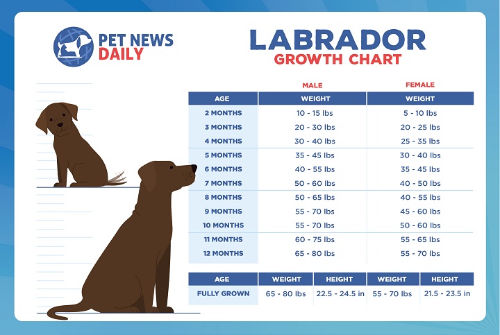 Labrador Growth Chart