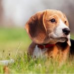 Beagle lying in the grass