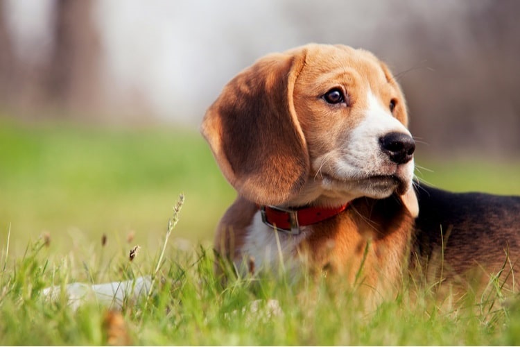 Beagle lying in the grass
