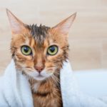 Cat with towel draped around it being dried off after a bath with cat shampoo