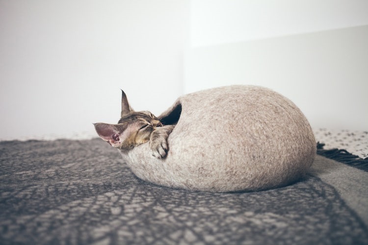 Cat sleeping in a cozy cave bed