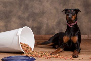 Doberman laying next to spilled food bucket