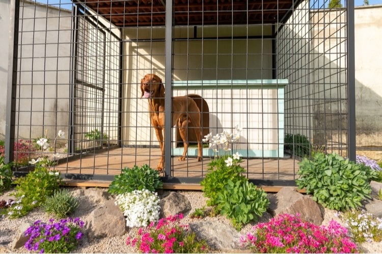 Dog standing in outdoor dog kennel on a warm sunny day