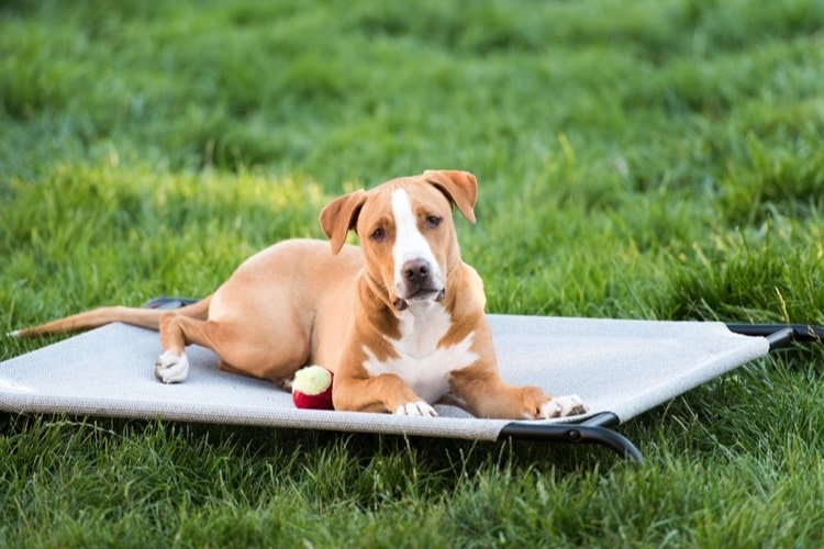 Dog laying on elevated dog bed in the grass