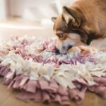 Corgi sniffing a dog snuffle mat