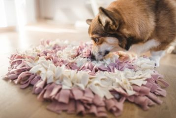 Corgi sniffing a dog snuffle mat