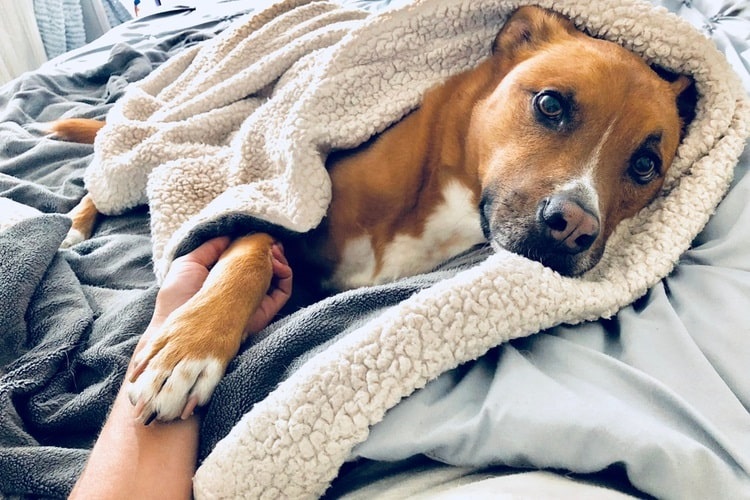Dog snuggled wrapped in a blanket on a bed