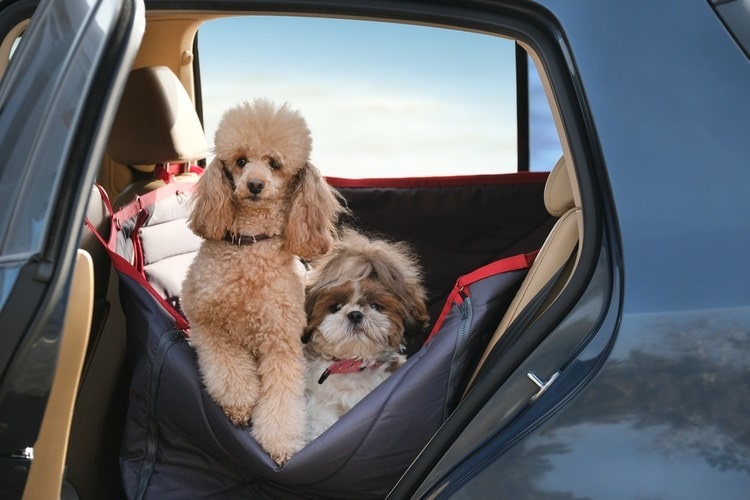 Dogs in backseat of car on a dog car seat cover