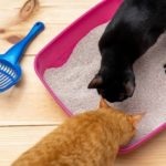 Two cats exploring clean litter box with dust free cat litter