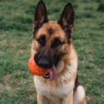 German Shepherd with a toy outside