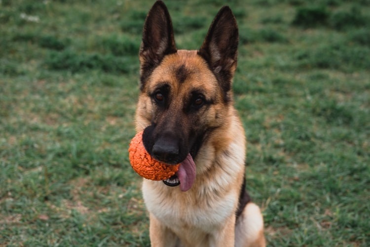 German Shepherd with a toy outside