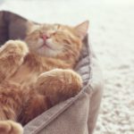 Cat Asleep in Bed