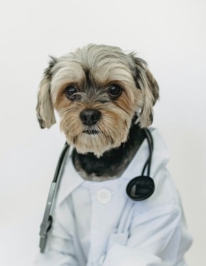 Dog in doctor coat with stethoscope