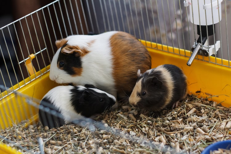 Guinea Pig Cages