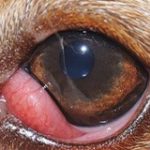 Closeup of a dog's eye with cherry eye