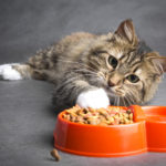 The Best Cat and Kitten Foods for Allergies