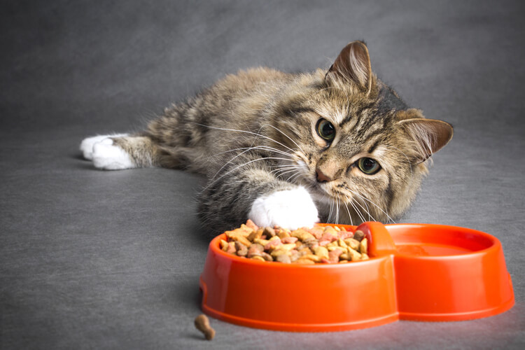 The Best Cat and Kitten Foods for Allergies