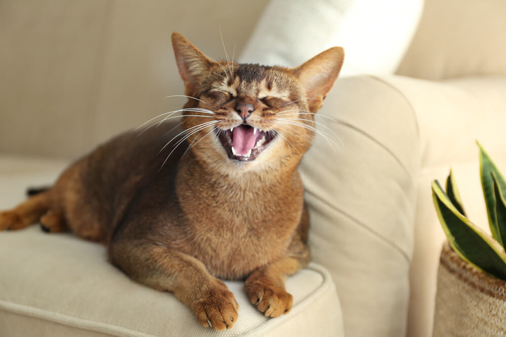 Picture of a cat meowing