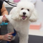 Person using dog clippers on a poodle
