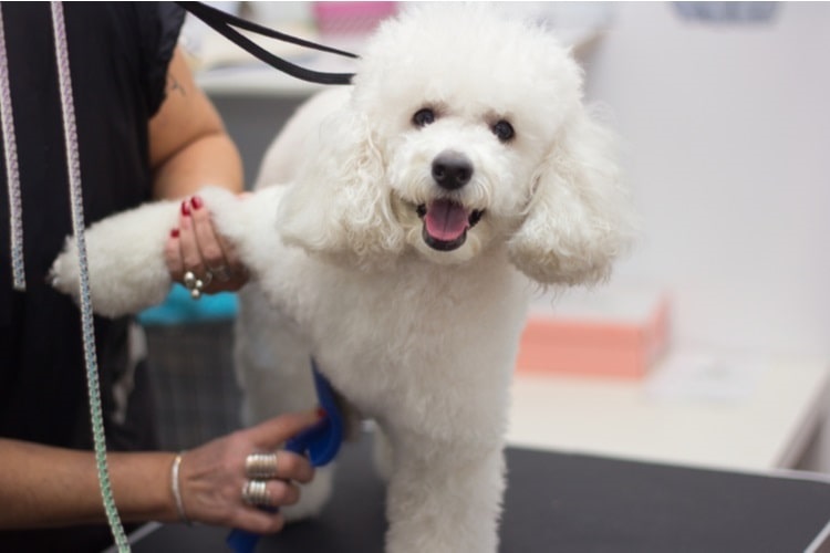 Person using dog clippers on a poodle