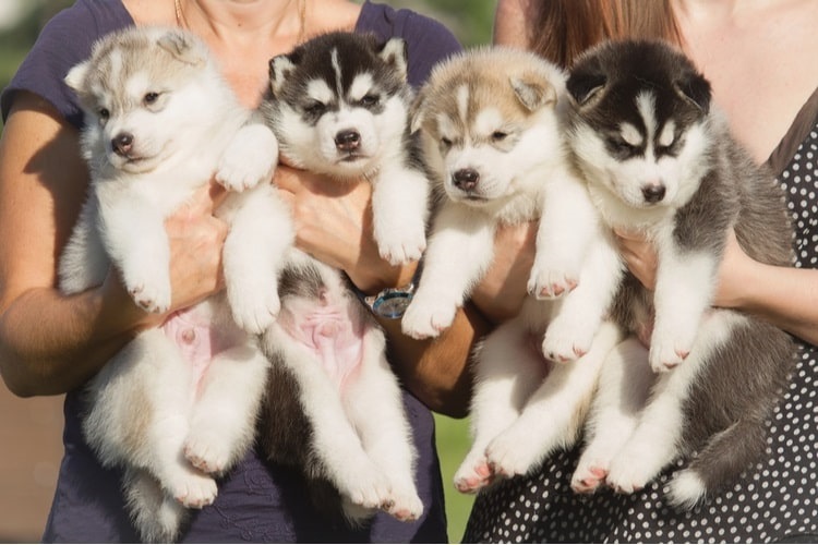 Dog breeders holding four Siberian Husky puppies