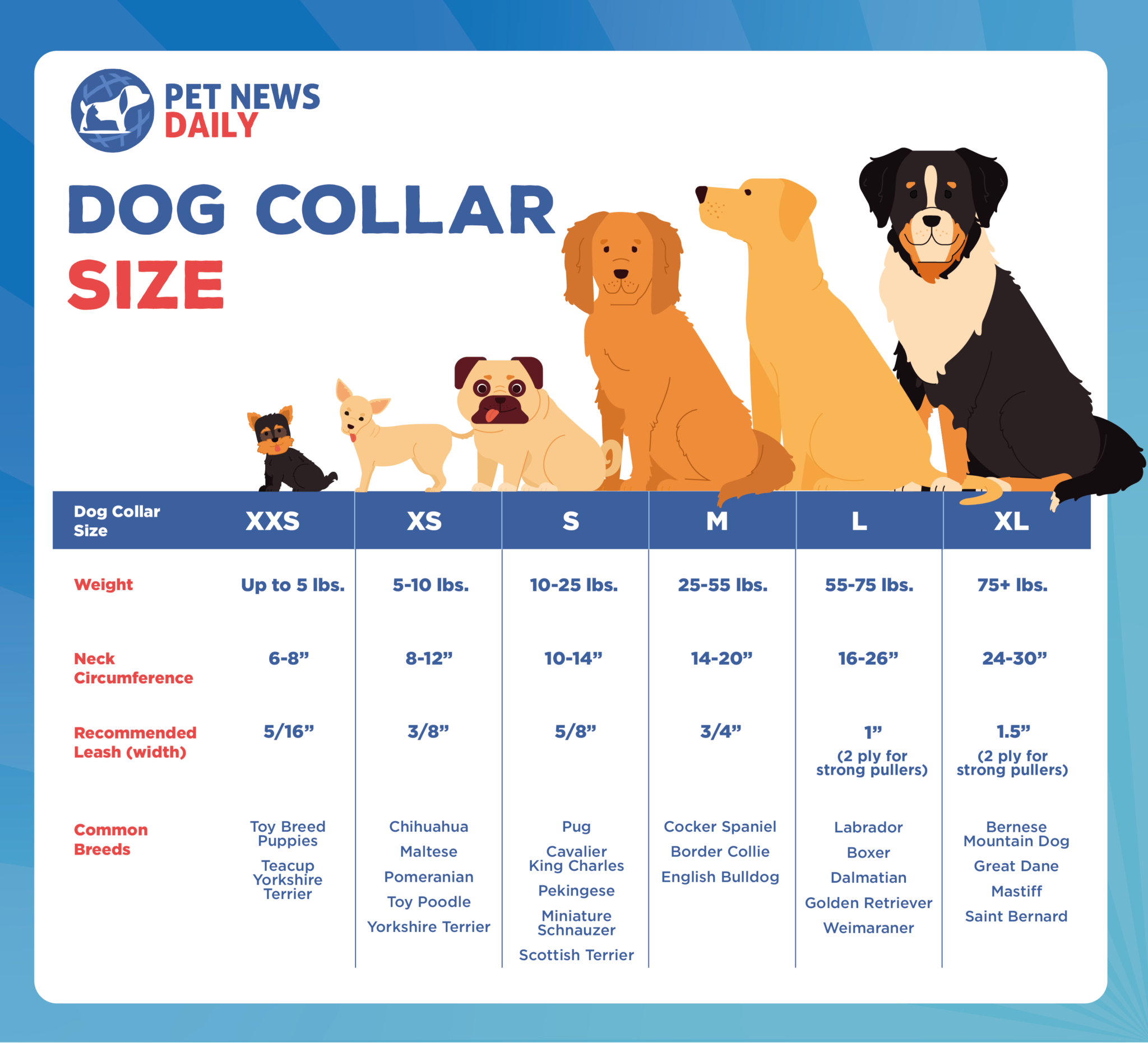 The Best Dog Collars (For Every Use)