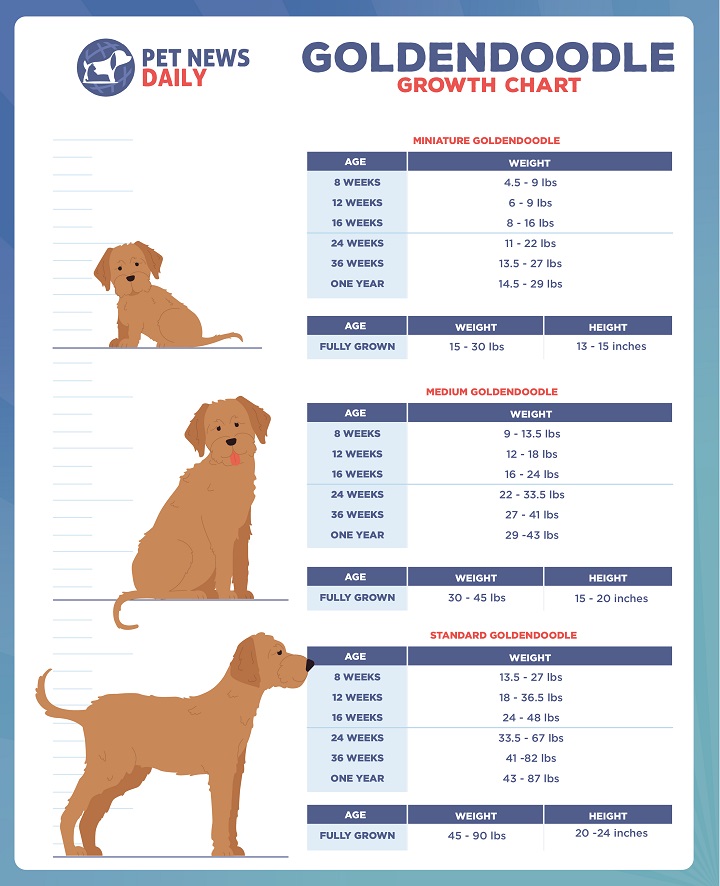 Goldendoodle Growth Chart Size Weight Calculations Pet News Daily