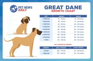 Great Dane Growth Chart: Size, Weight Calculations - Pet News Daily