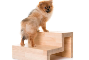 Small dog using wooden dog stairs
