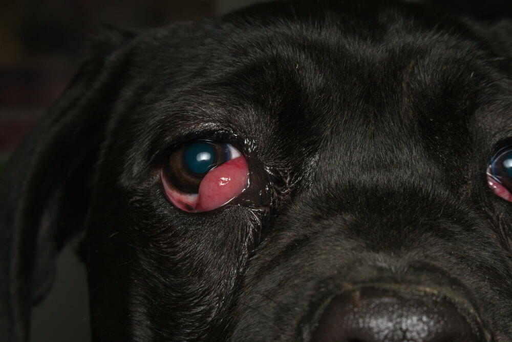 Pictures of cherry eye in a dog